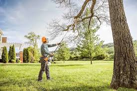 Best Tree Preservation Services  in Emory, TX